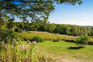 Vignoble d’Oka ,oenotourisme ,visite de vignobles ,cépages ,dégustation ,Basses-Laurentides , Sélection Vindici ,Sud du Québec ,