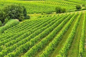 Vignoble Château Fontaine ,oenotourisme ,visite de vignobles ,cépages ,dégustation ,Montérégie, Sélection Vindici ,Sud du Québec ,