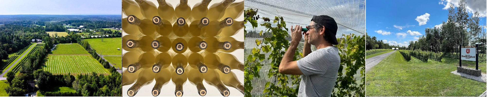 Le vignoble Hemmingford dans le Sud du Québec produit exclusivement des vins de cépages nobles.