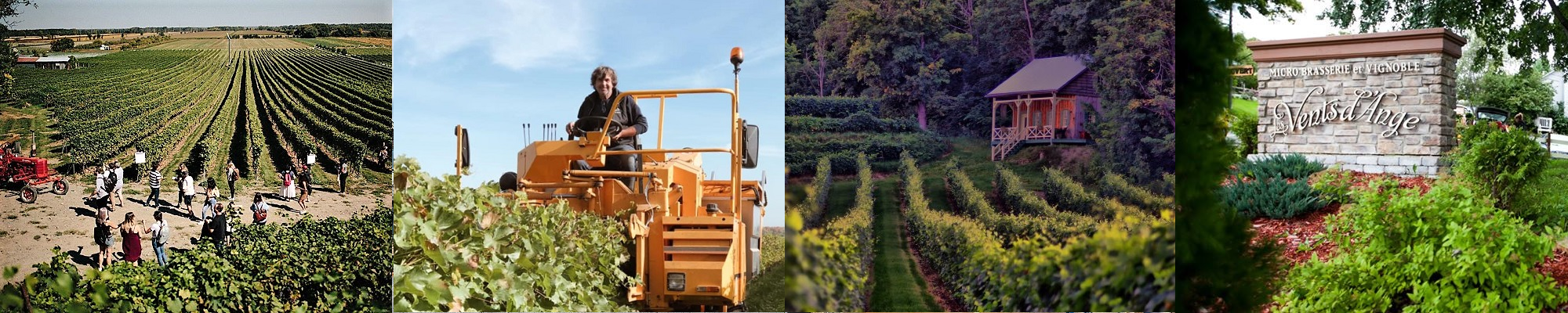 Vignoble Vents d’Ange Basses-Laurentides. Photos Vindici Selection Sud du Quebec.