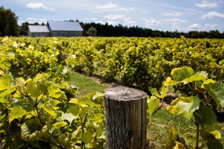 Vignoble Ste-Angélique à Papineauville dans la région touristique de l'Outaouais. Photo Vindici Selection Sud du Québec.