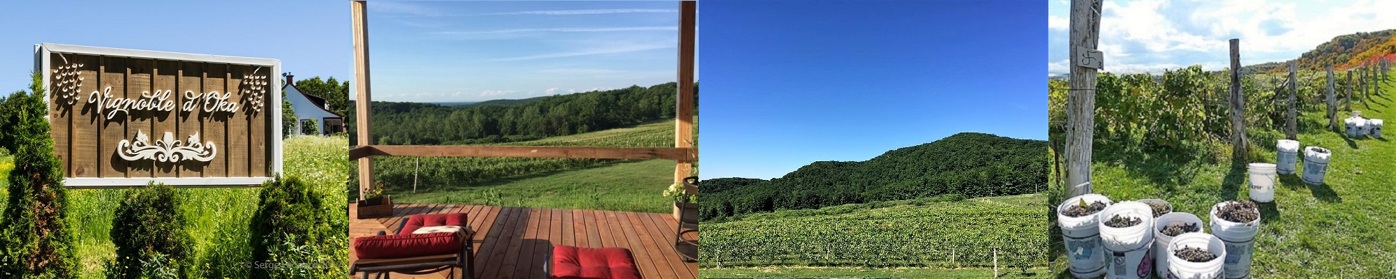 Vignoble d'Oka Basses-Laurentides. Photos Vindici Selection Sud du Québec.