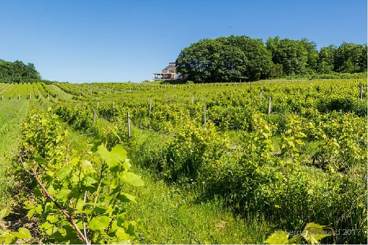Vignoble d'Oka dans les Basses Laurentides. Photo Vindici Selection Sud du Québec.