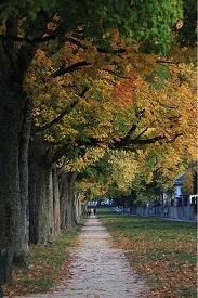 Vindici Photo Selection