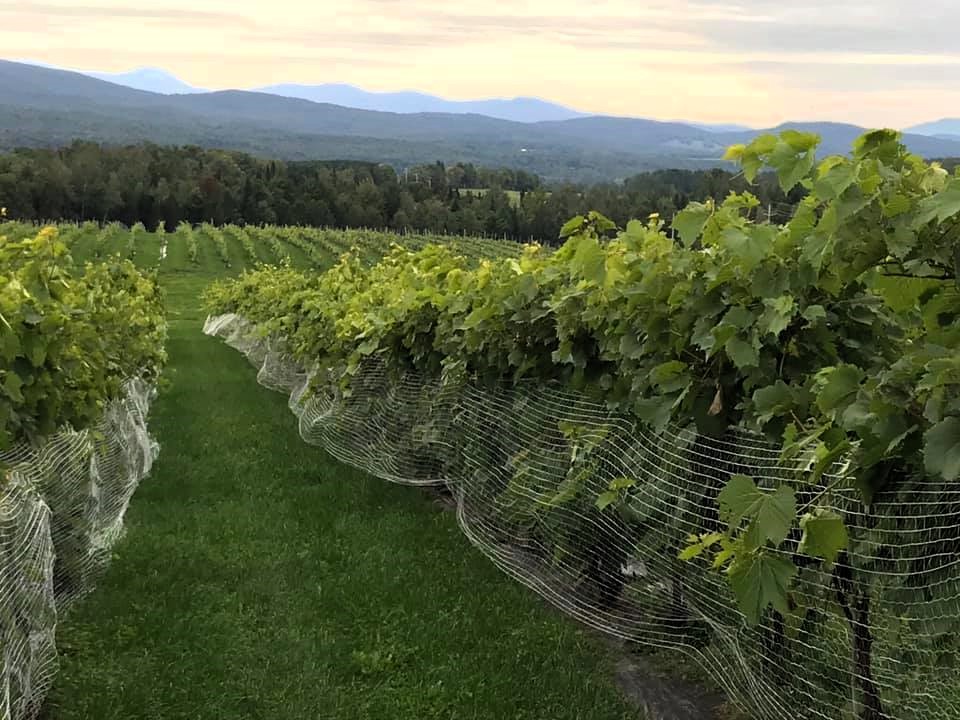 Vignoble Domaine Girouard à SuttonCantons de l'Est. Photo Sélection Vindici Sud du Québec.