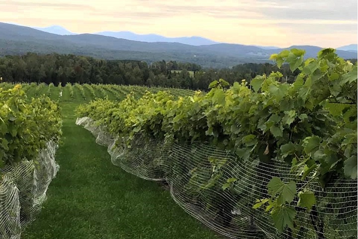Vignoble Domaine Girouard à Sutton Cantons de l'Est. Photo Sélection Vindici Sud du Québec.