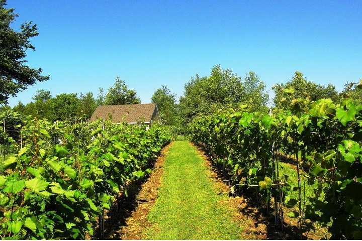 Vignoble Émile-Auguste à St-Bernard-de-Lacolle en Montérégie. Photo Sélection Vindici Sud du Québec.