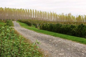 Vignoble La Halte des Pelerins tourisme du vin – zone viticole Sherbrooke - Compton Cantons de l’Est