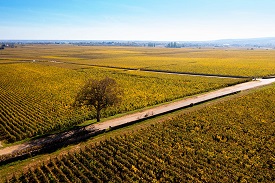 Côte d'Or 2025