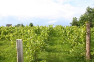 Vignoble Orford tourisme du vin – zone viticole Magog – Orford Cantons de l’Est