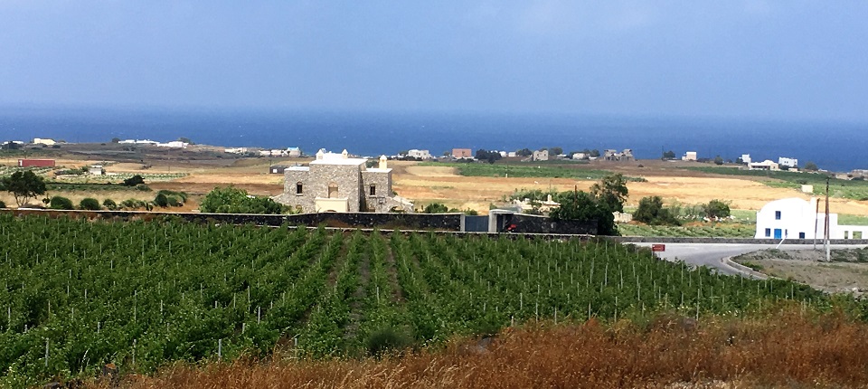 Domaine Sigalas domaine viticole Santorini