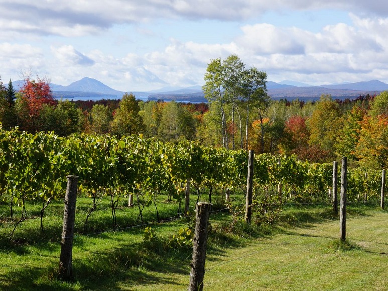 Top 10 vignobles à visiter Cantons de l'Est Sélection VINDICI