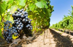 Vignoble Bromont Domaine Vitis tourisme du vin – zone viticole Brigham - Farnham Cantons de l’Est
