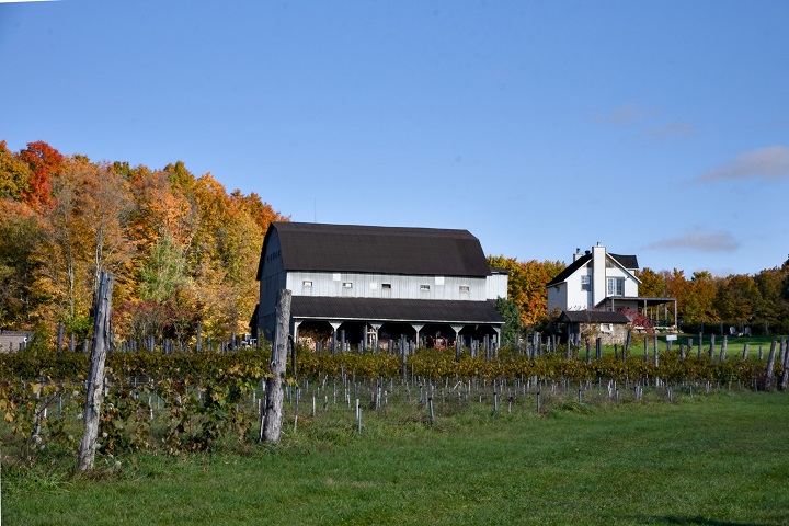 Le Vignoble Bromont dans les Cantons de l'Est. Photo Sélection Vindici Sud Du Québec.