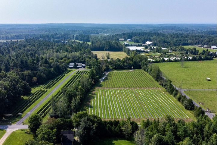 Vignoble Hemmingford en Montéréhie. Photo Sélection Vindici Sud du Québec.